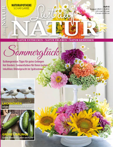 Magazine